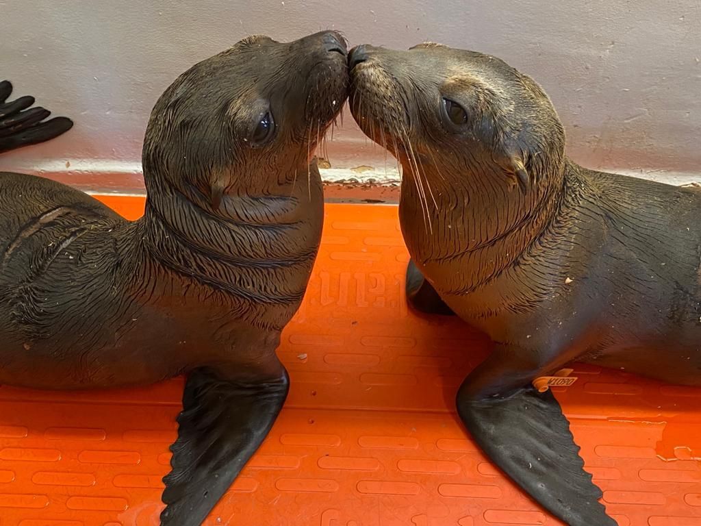 Two seal pups kissing.